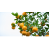 image cart 1